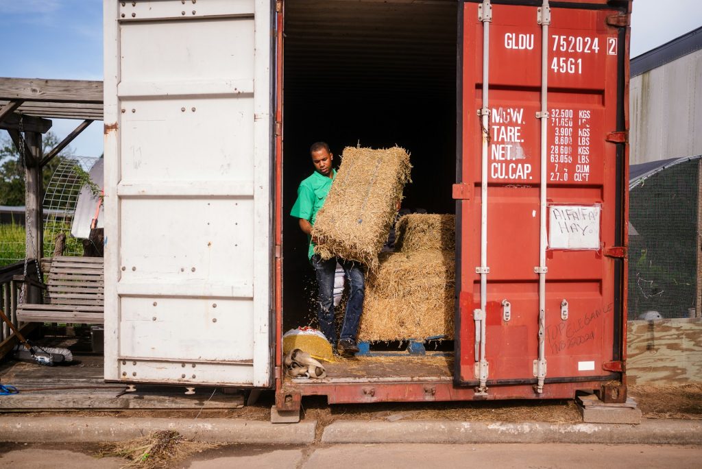 Man loading hay bales into a shipping container
